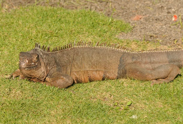 Iguana silvestre — Foto de Stock