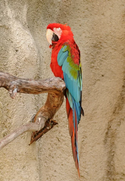 Bunter Papagei — Stockfoto