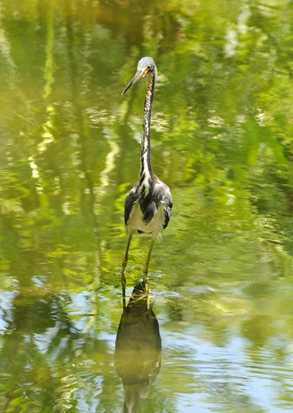苍鹭在沼泽中 — 图库照片