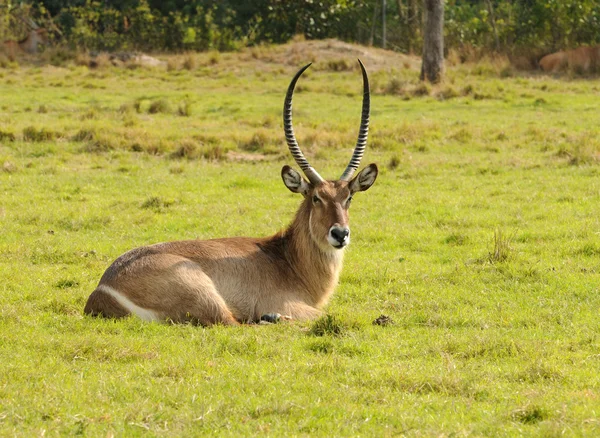 Istirahat antilop — Stok fotoğraf