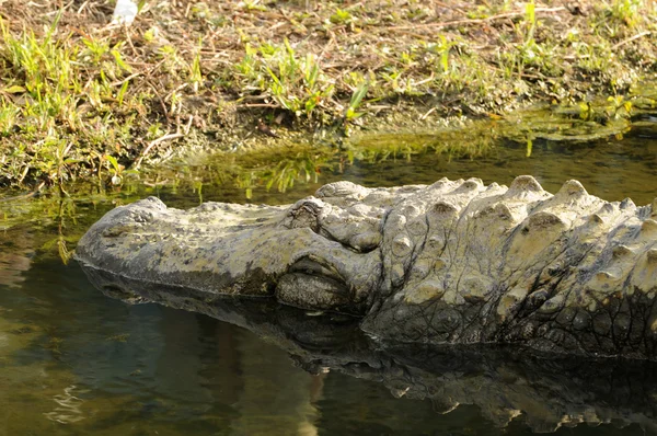 Amerikansk alligator – stockfoto