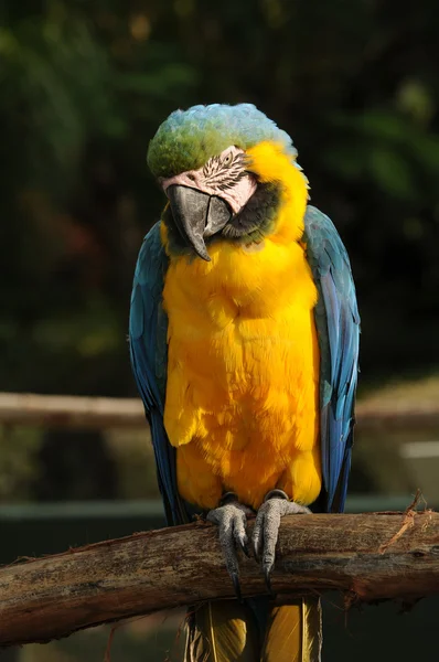 Πολύχρωμο παπαγάλος — Φωτογραφία Αρχείου
