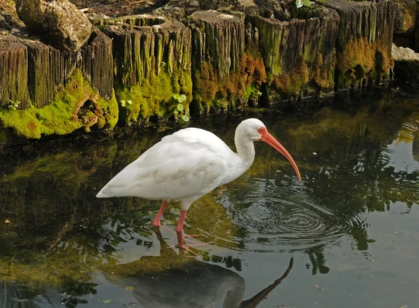 Bílá ibis — Stock fotografie