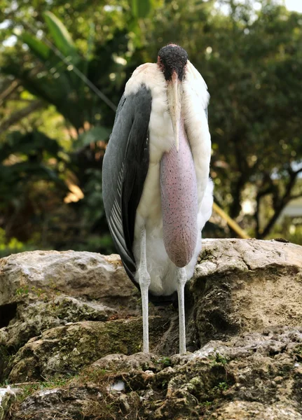 アフリカハゲコウ — ストック写真