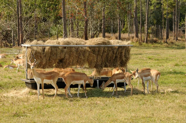 Impalas alimentação — Fotografia de Stock