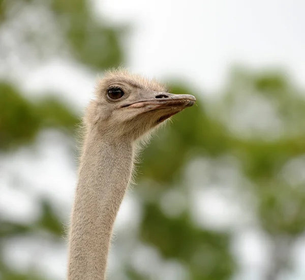 Struisvogel hoofd — Stockfoto