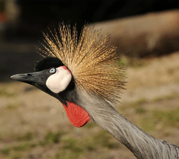 East African crowned crane — Stock Photo, Image