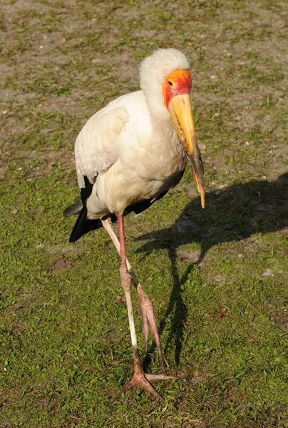 Yellow Billed Stork — Stock Photo, Image