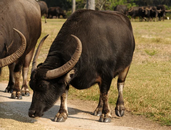 stock image Asiatic water buffalo