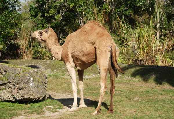 Camelo dromedário — Fotografia de Stock