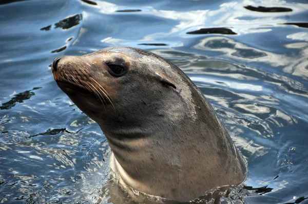Seal swimming — Stock Photo, Image