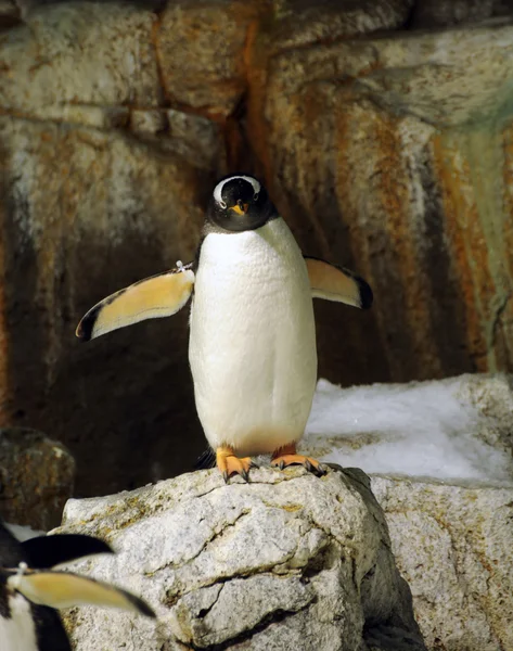 Tučňák v přírodě — Stock fotografie