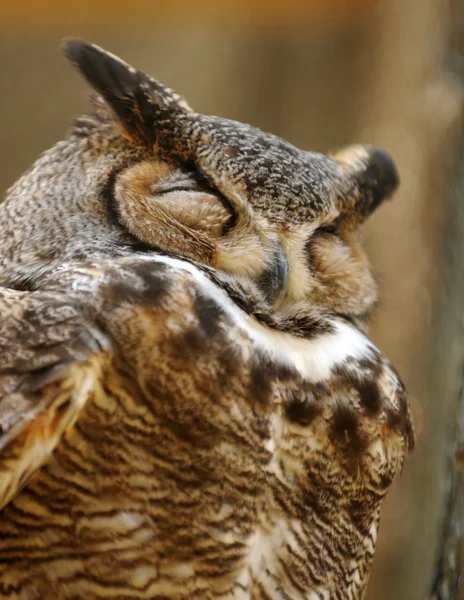 stock image Owl standing