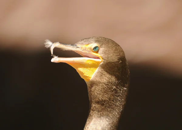 Testa di cormorano — Foto Stock