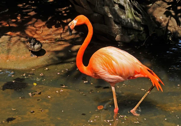 Divoké flamingo — Stock fotografie