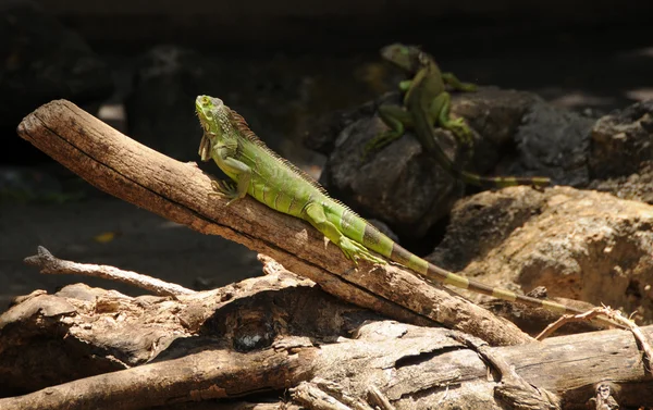 Grønn iguana – stockfoto