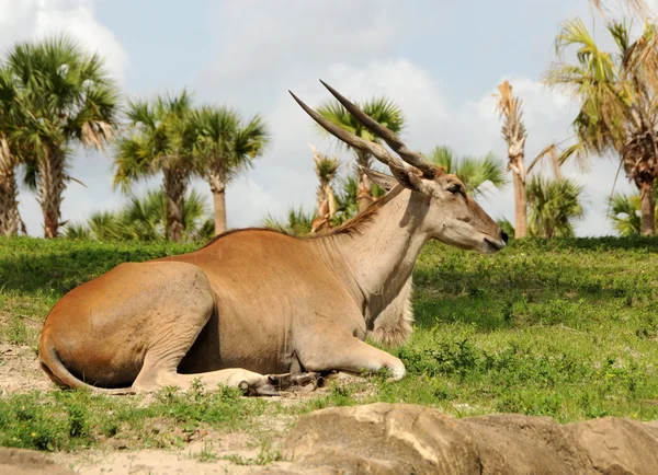 Отдых антилопы — стоковое фото