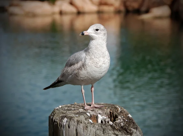 stock image Seagull resting