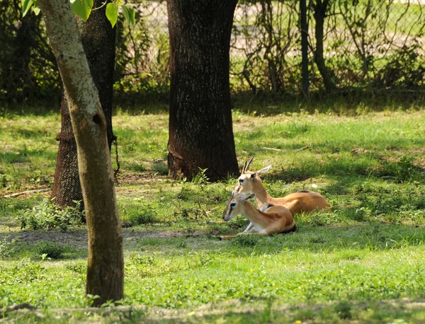 Antilopy odpočívá — Stock fotografie