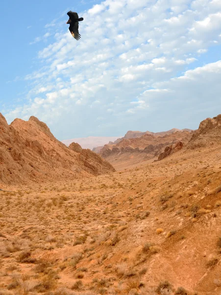 岩の砂漠 — ストック写真