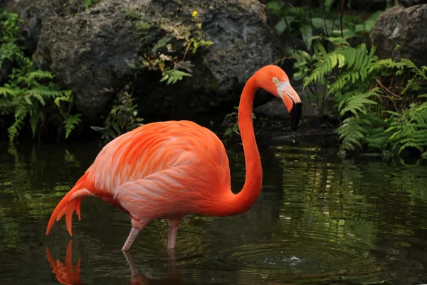 Flamingo rosa — Fotografia de Stock