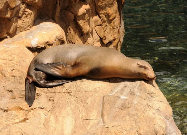 Seal resting — Stock Photo, Image