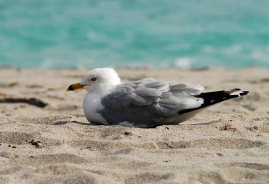 Beach bird