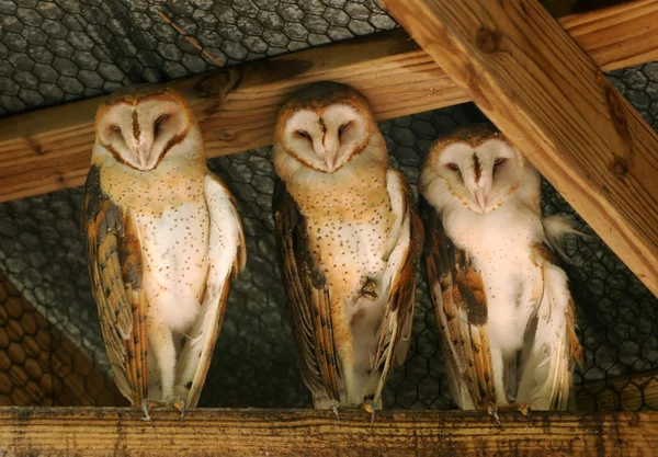 Three owls — Stock Photo, Image
