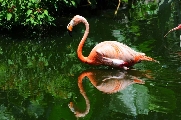 Flamingo na natureza — Fotografia de Stock