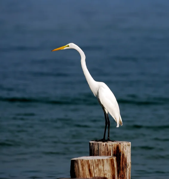 Egret yang hebat — Stok Foto