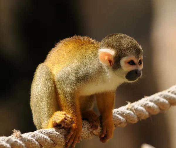 Macaco-aranha — Fotografia de Stock