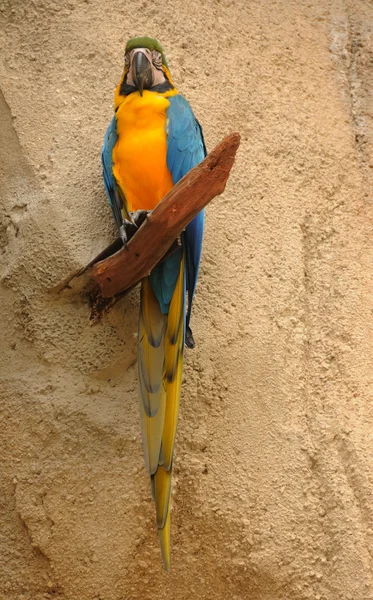 Πολύχρωμο παπαγάλος — Φωτογραφία Αρχείου