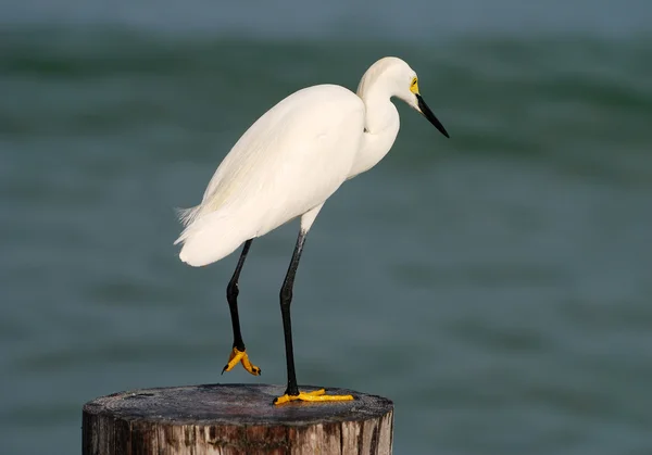 Weißer Seevogel — Stockfoto