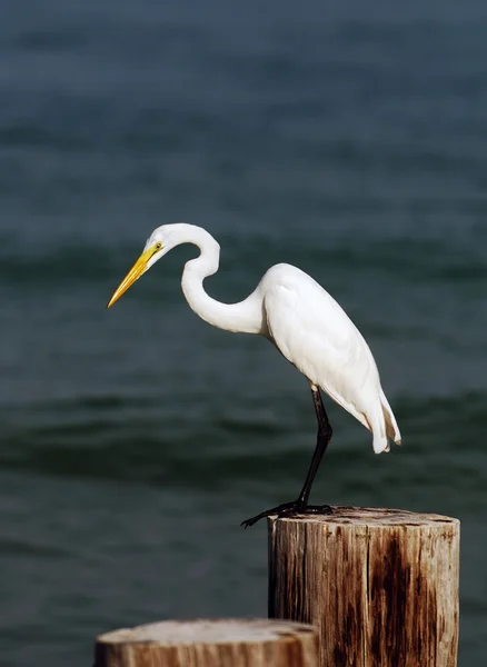 Stor egret - Stock-foto