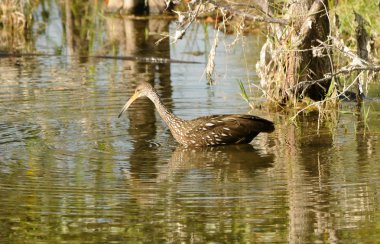 limpkin kuş