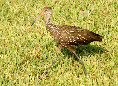 Limpkin (Aramus guarauna)