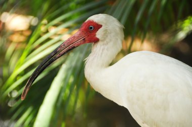 White ibis clipart