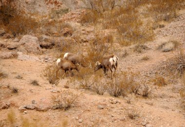 Bighorn koyun