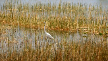 Everglades scenery clipart