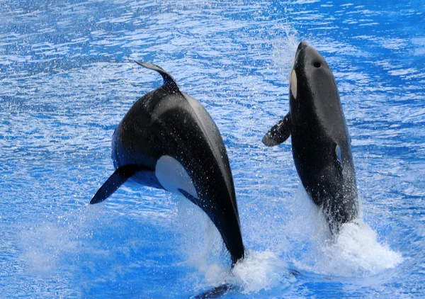 Baleias assassinas — Fotografia de Stock
