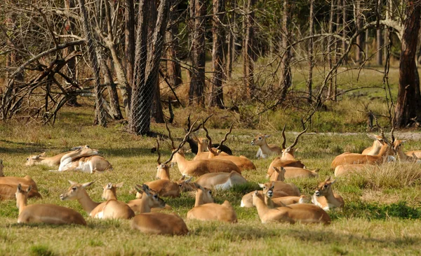 Mandria di antilopi — Foto Stock