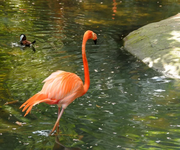 Florida flamingo — Stock Photo, Image