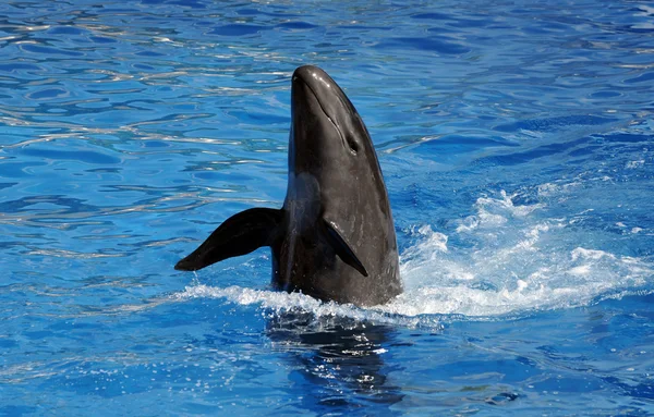 Delfín en el agua — Foto de Stock