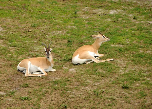 Wild antelopes — Stock Photo, Image