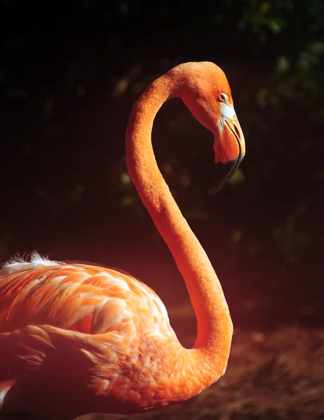 Flamingo florida — Stockfoto