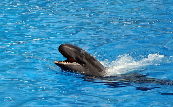살인 고래 — 스톡 사진
