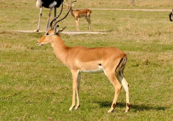 Vahşi antilop — Stok fotoğraf