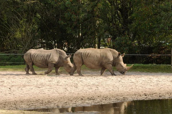 Volně žijících nosorožců — Stock fotografie