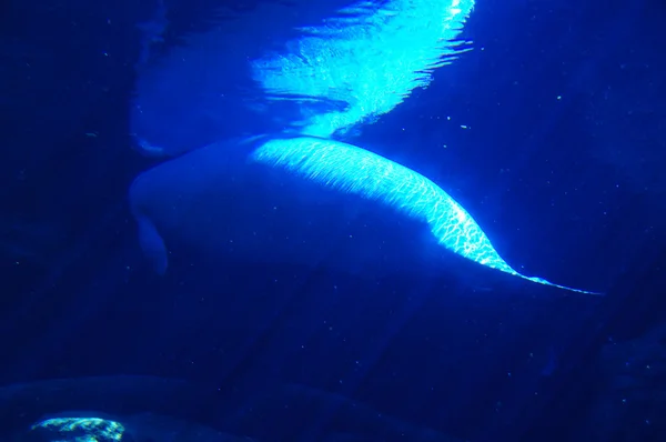 ベルーガ鯨 — ストック写真