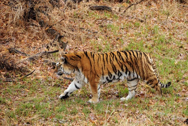 Tigre selvatica — Foto Stock
